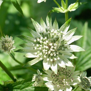 Astrantia major Seed Varieties White Shaggy Pink Red Primadonna Great Masterwort Hardy Cottage Garden Perennial Damp Tolerant Pollinators image 3