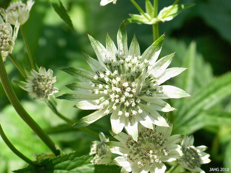 Astrantia major Seed Varieties White Shaggy Pink Red Primadonna Great Masterwort Hardy Cottage Garden Perennial Damp Tolerant Pollinators image 3