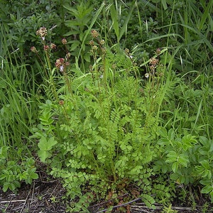 Sanguisorba minor Salad or Small Burnet Fresh Seeds Edible Herb Microgreens UK Wildflower Unusual Pink Flowers Hardy Perennial Pollinators image 8