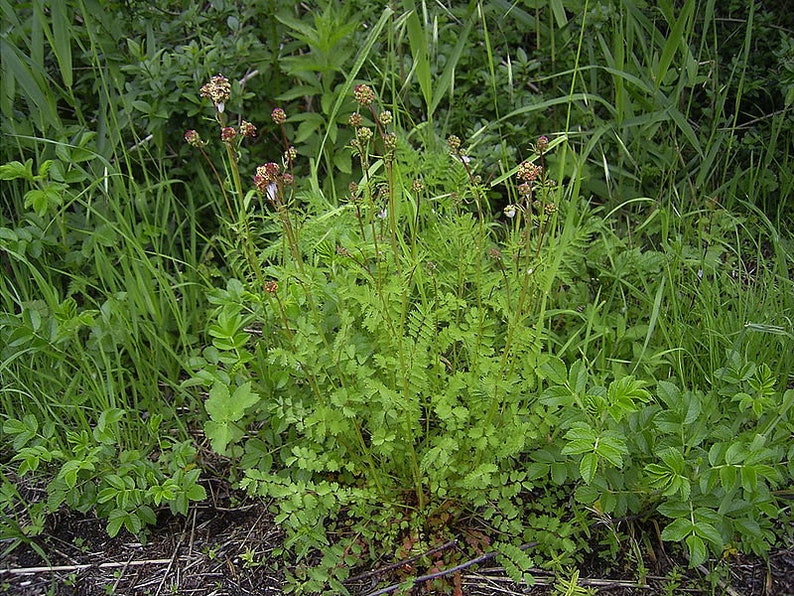 Sanguisorba minor Salad or Small Burnet Fresh Seeds Edible Herb Microgreens UK Wildflower Unusual Pink Flowers Hardy Perennial Pollinators image 8