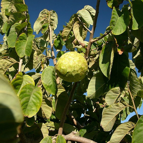 Annona cherimola Custard Apple frische Samen Soursop Cherimoya Der leckerste süße Obstbaum Großer üppiger grüner Laubbaum Zimmerpflanze