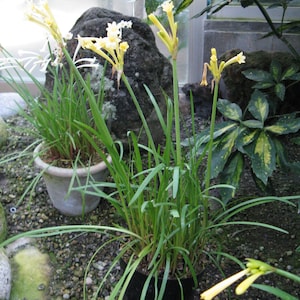 Cyrtanthus mackenii Cream flowered Ifafa Lily Flowering Sized South Africa Bulbs Lush Tropical Houseplant Bare root Potted UK Home Grown image 7