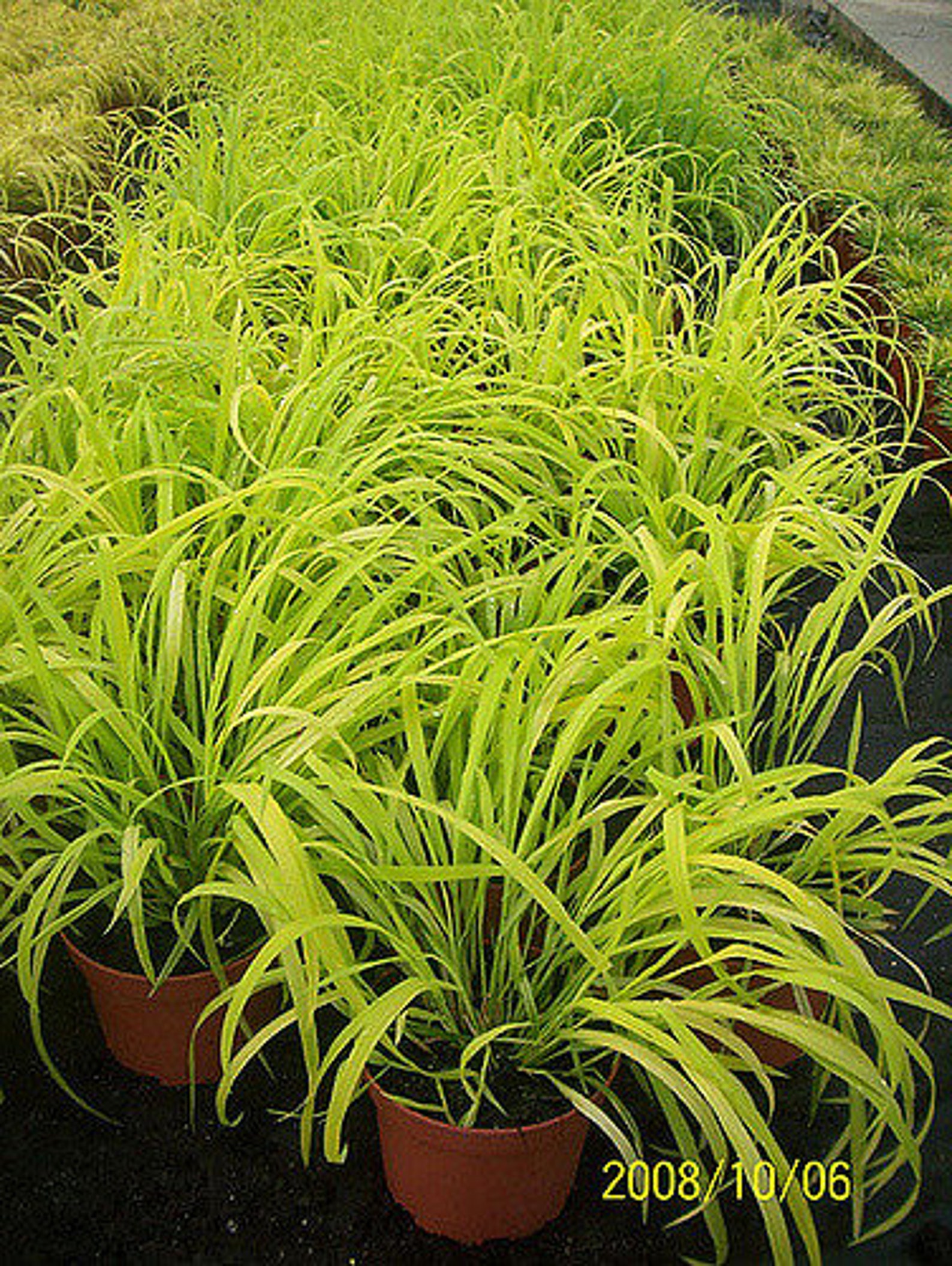Woodland Ornamental Grass Seed Anemanthele Lessoniana Milium Etsy UK