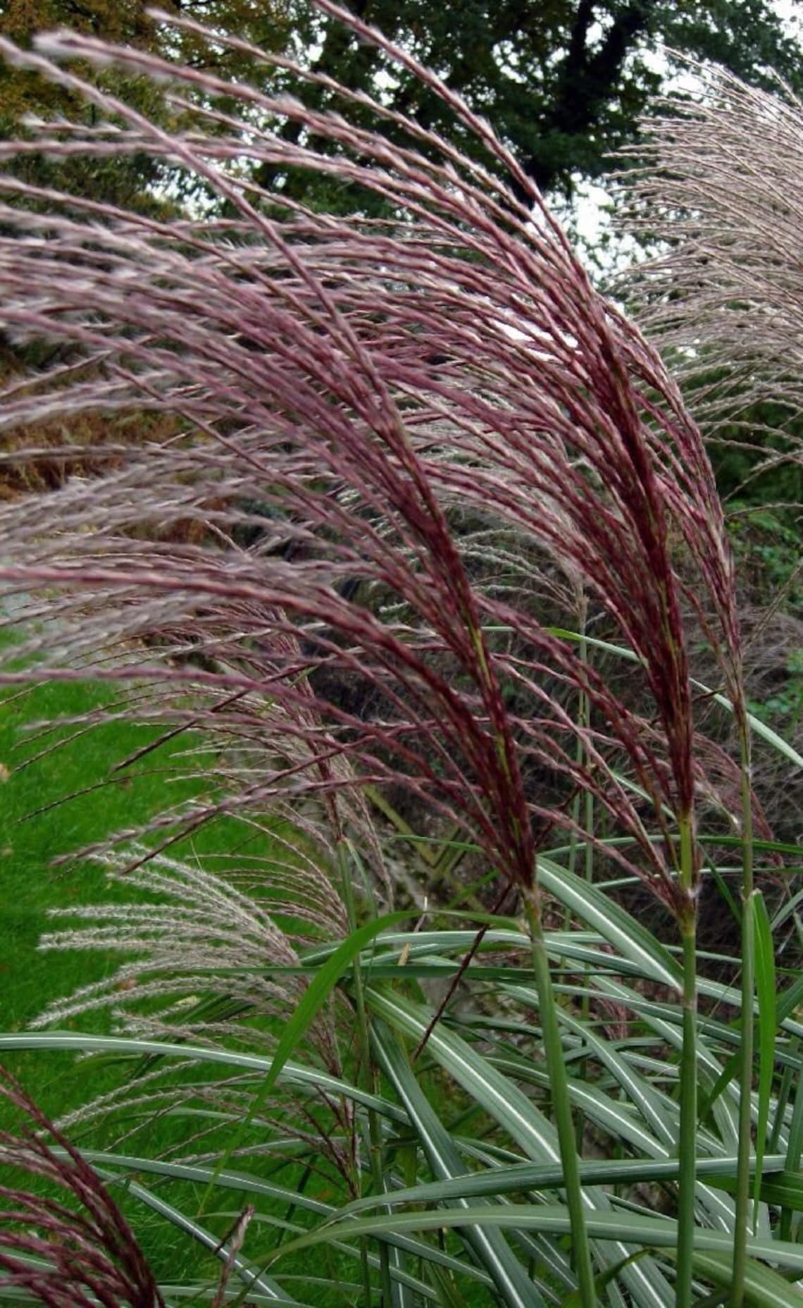 Miscanthus sinensis Varieties Ornamental Grass Seed Variegated | Etsy