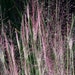 see more listings in the Seed - Hardy Grasses section