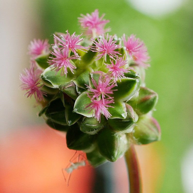 Sanguisorba minor Salad or Small Burnet Fresh Seeds Edible Herb Microgreens UK Wildflower Unusual Pink Flowers Hardy Perennial Pollinators image 5