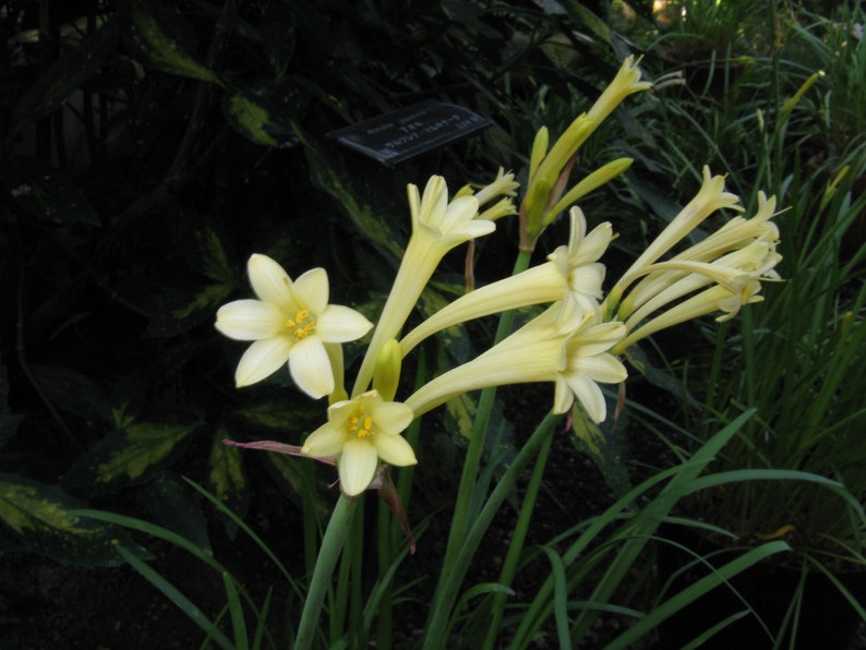 Cyrtanthus mackenii Cream flowered Ifafa Lily Flowering Sized South Africa Bulbs Lush Tropical Houseplant Bare root Potted UK Home Grown image 4