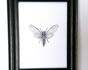 Items Similar To Insect Specimen Cabinet Of Curiosities Cicada
