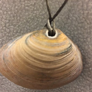 Surf clam pendant necklace on neutral colored cords of varying length (14&quot;-34&quot;)