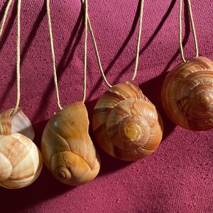 Sharks eye moon shell pendant necklace