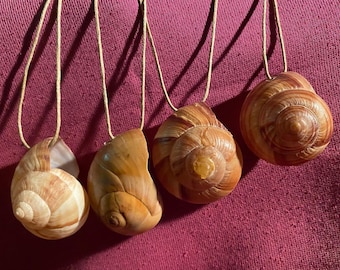 Sharks eye moon shell pendant necklace