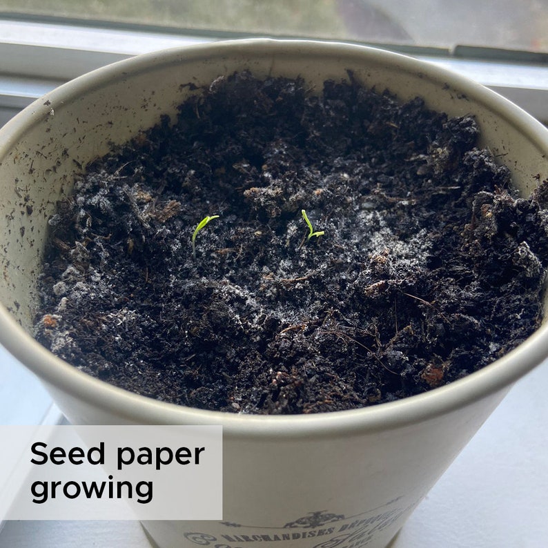 Plantable Seed Card for Mum Mother Mummy Mother's Day Etsy