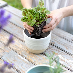 May include: A person is planting a small green plant with dark green leaves in a white ceramic pot with a brown rim. The pot is sitting on a light gray wooden surface.