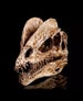 Fossil Dinosaur Replica Skull- Species: Dilophosaurus - Cretaceous Period 66-145 MYA - Size 18x12x5cm - Free Shipping 2-4 Weeks or Upgrade 