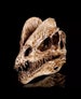 Fossil Dinosaur Replica Skull- Species: Dilophosaurus - Cretaceous Period 66-145 MYA - Size 18x12x5cm - Free Shipping 2-4 Weeks or Upgrade