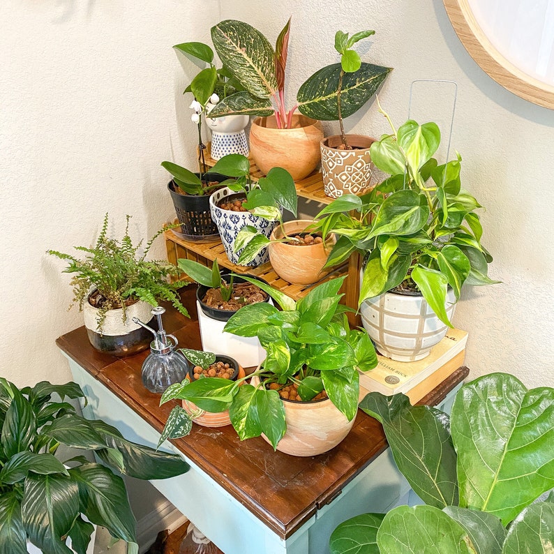 Plant Cuttings Mystery Box Live House Plants to Propagate