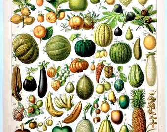 French Vintage Exotic Fruit Illustration / Botanical Illustration / French Wall Decor/ French Vintage Illustration / French Country Decor