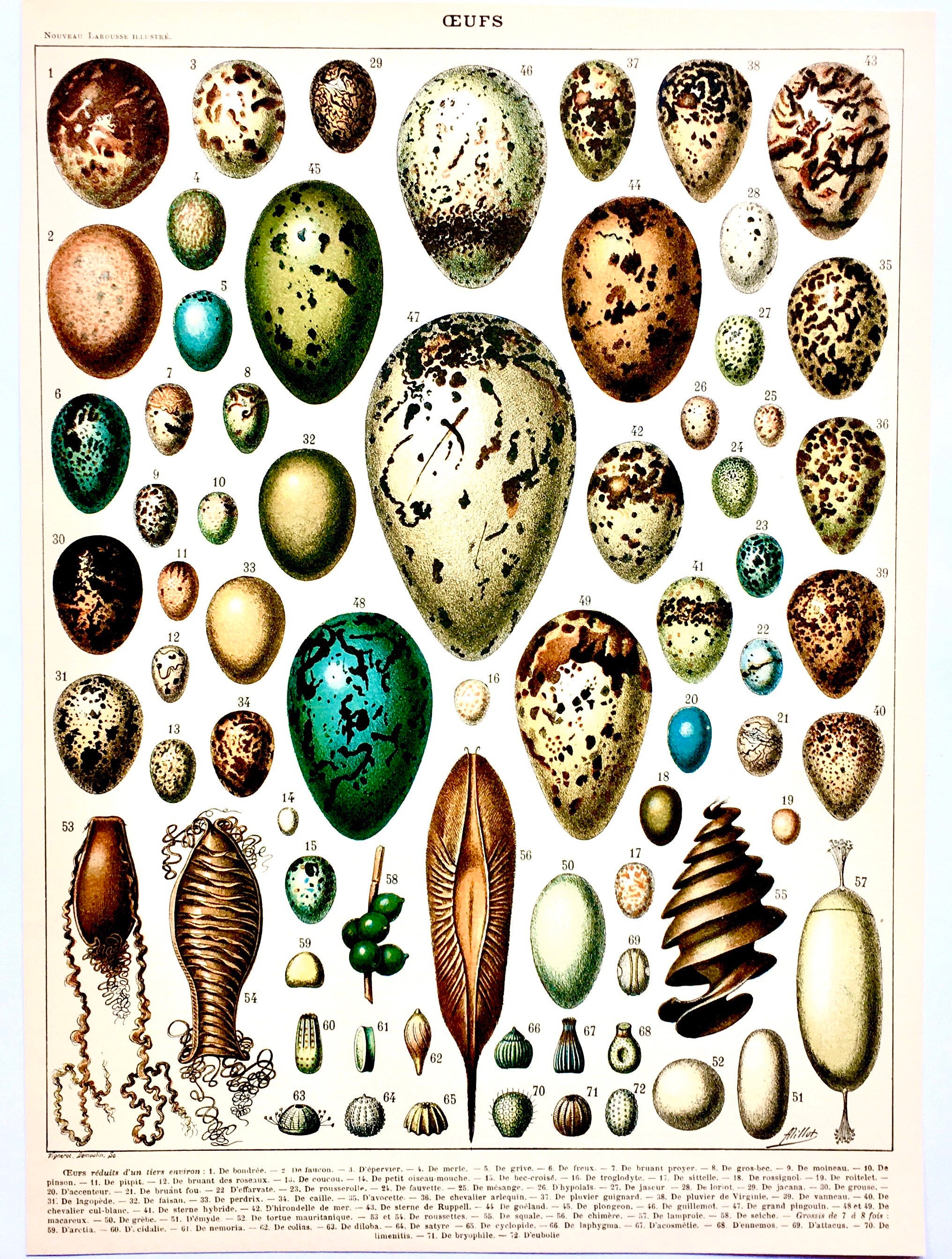 Français Vintage Botanical Oeufs Illustration/Français Print Of Eggs Vintage Wall Decor Book Illustr