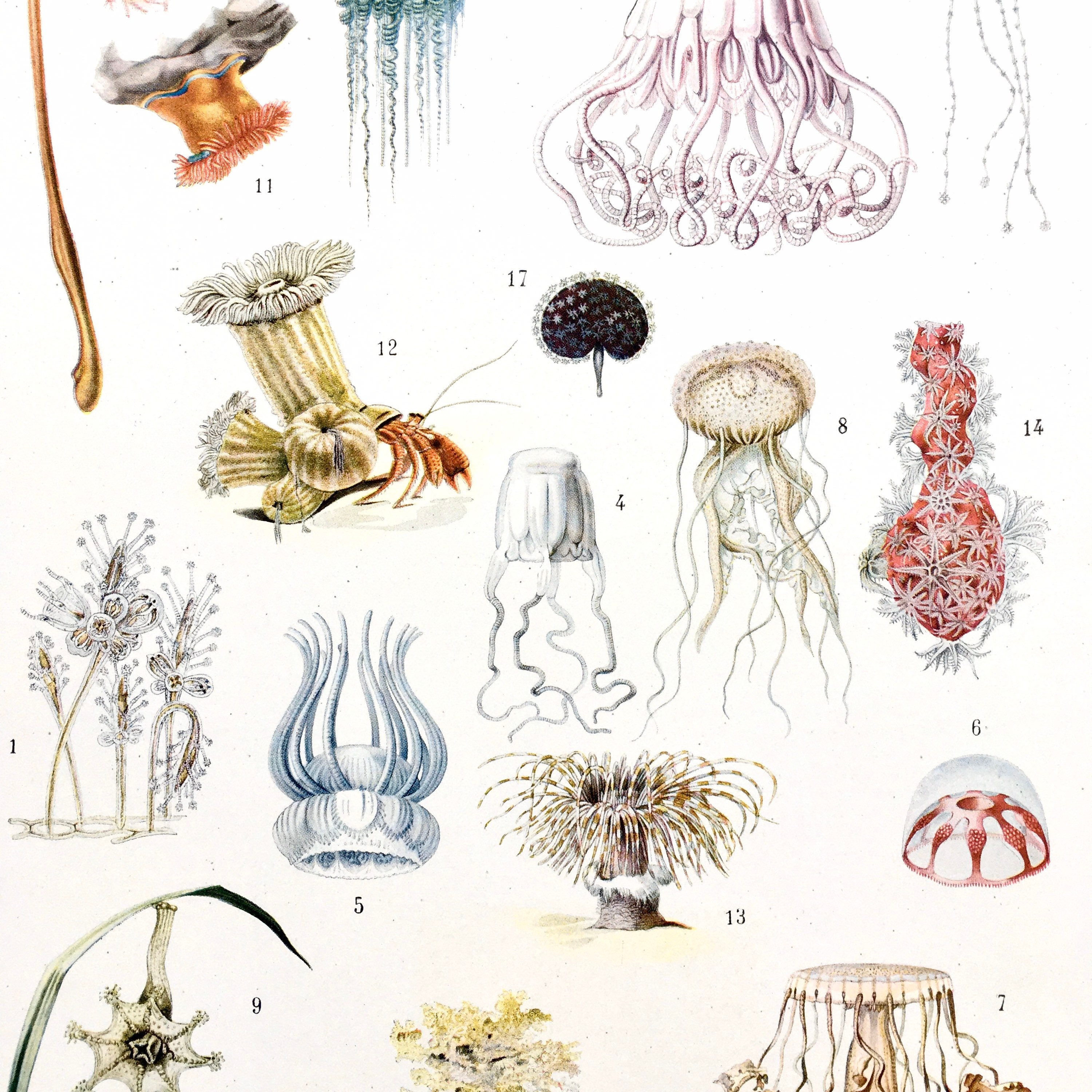 Français Vintage Zoological Illustration/Embranchement Des Coelenteres Print Vintage Wall Decor Book