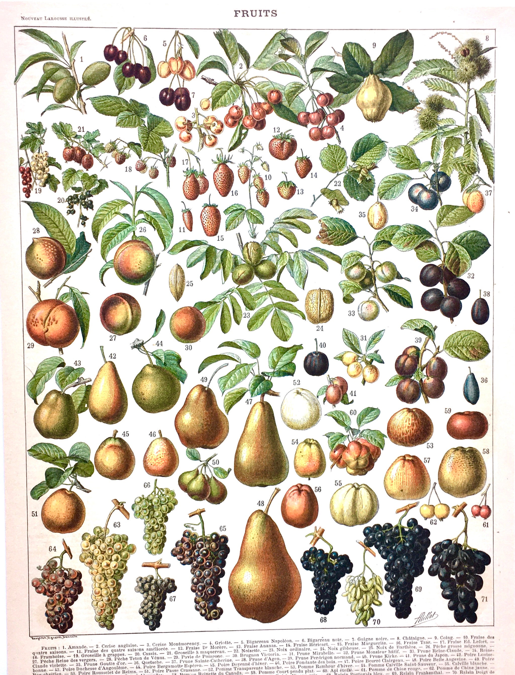 Français Vintage Fruit Illustration/Français Print Of Wall Decor Vintage Book Country Decor