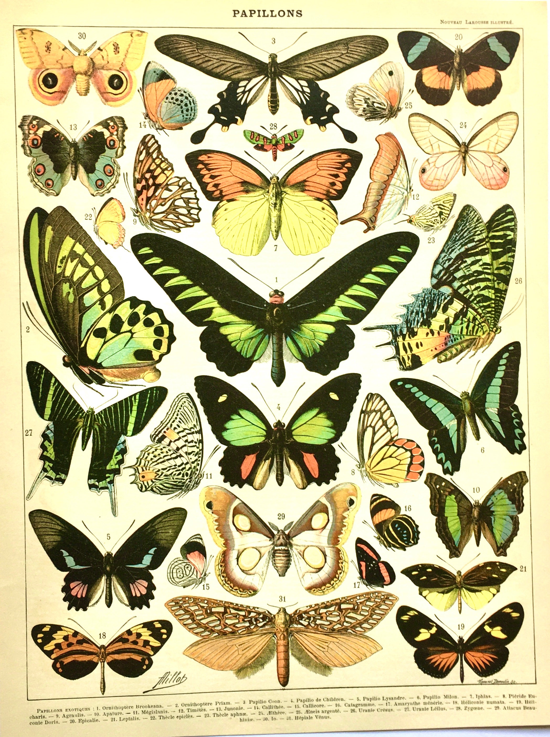 Français Vintage Exotic Butterflies Illustration/Français Print Of Papillons Exotiques Wall Decor Bo