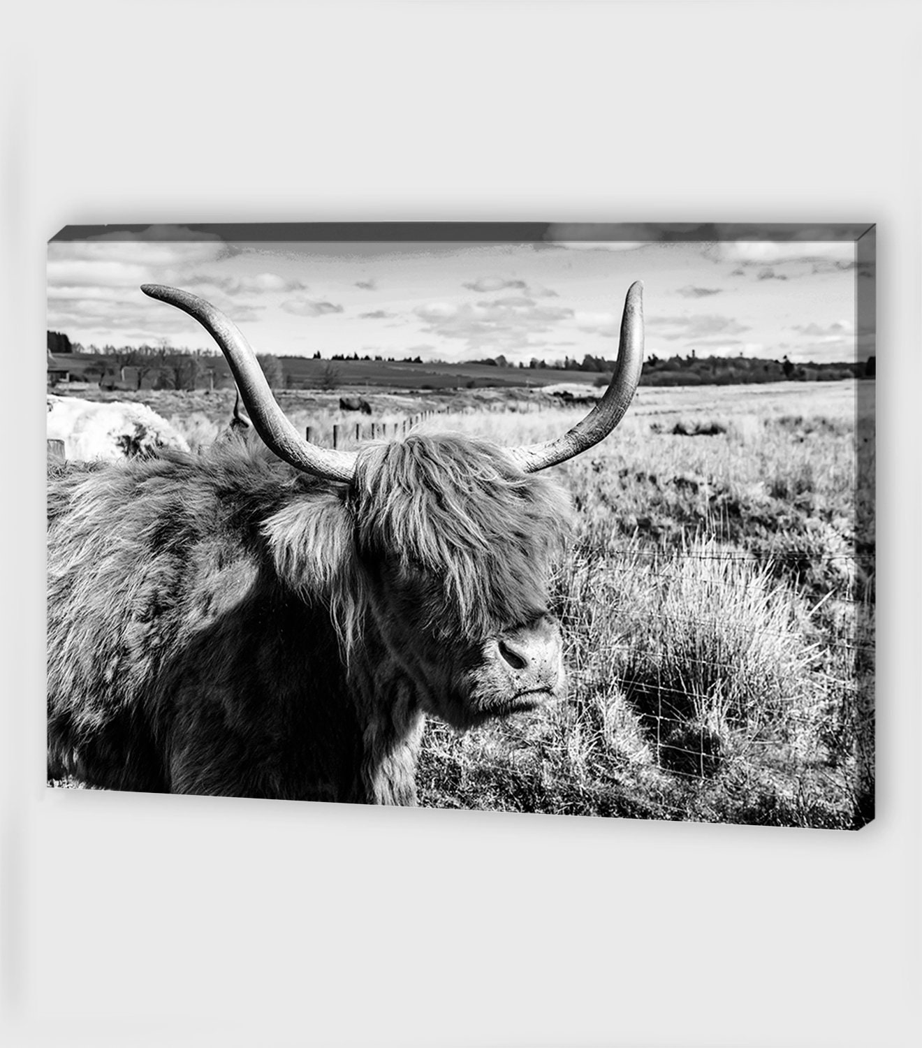 Canvas Wall Art Highland Cow Prints Cow Canvas Art Highland Etsy