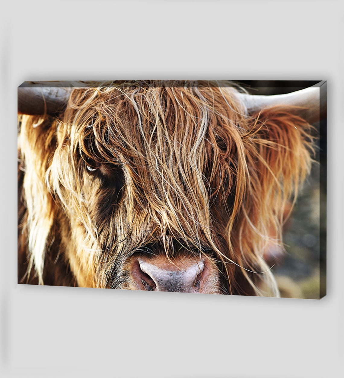 cow canvas wall art cow canvas wall art