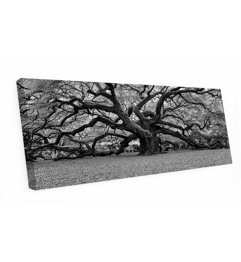 Big Angel Oak Tree Canvas Art Charleston South Carolina Angel Etsy