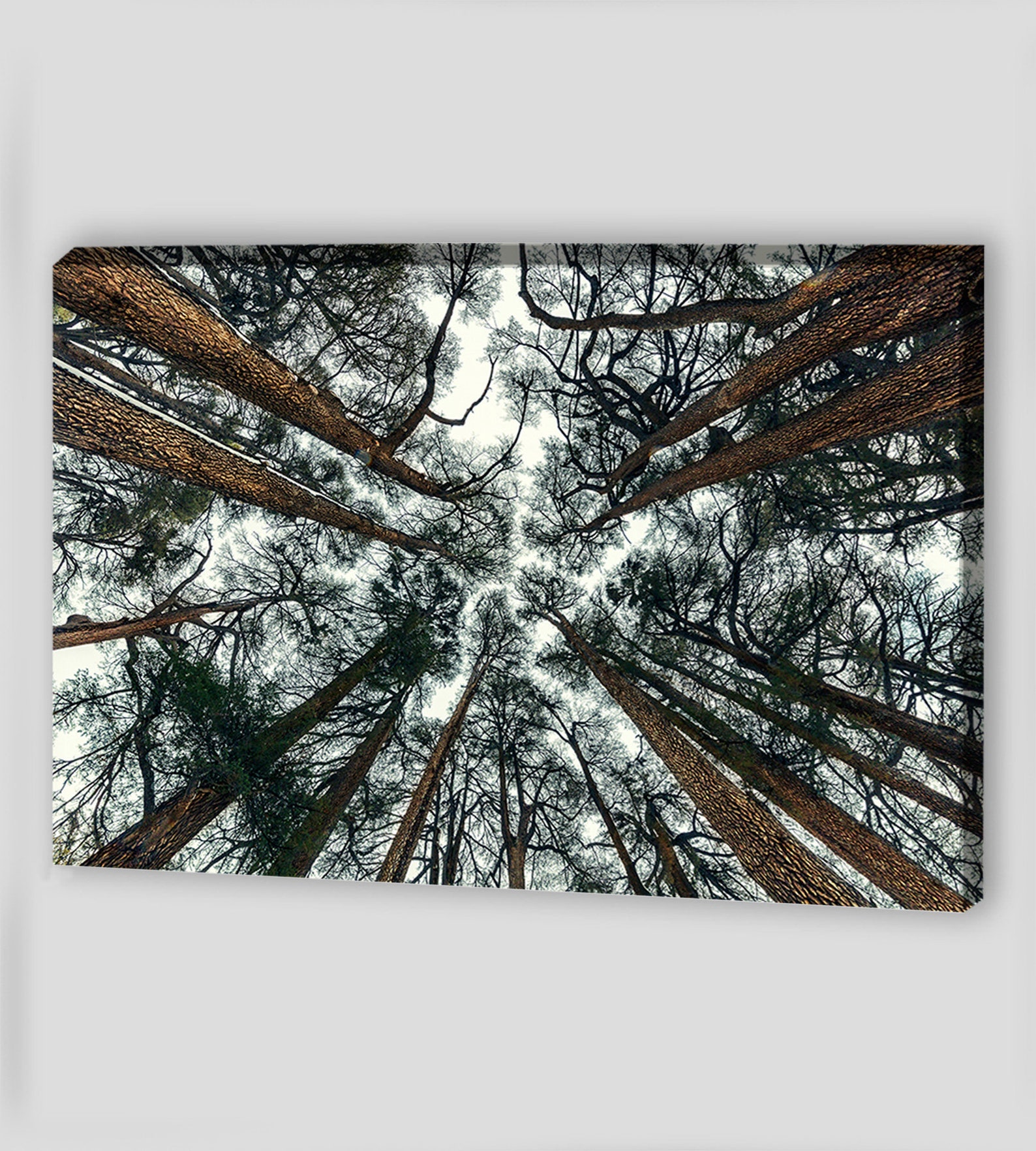 Forest Trees Wall Art Canvas Art Forest Trees Print Canvas Etsy UK