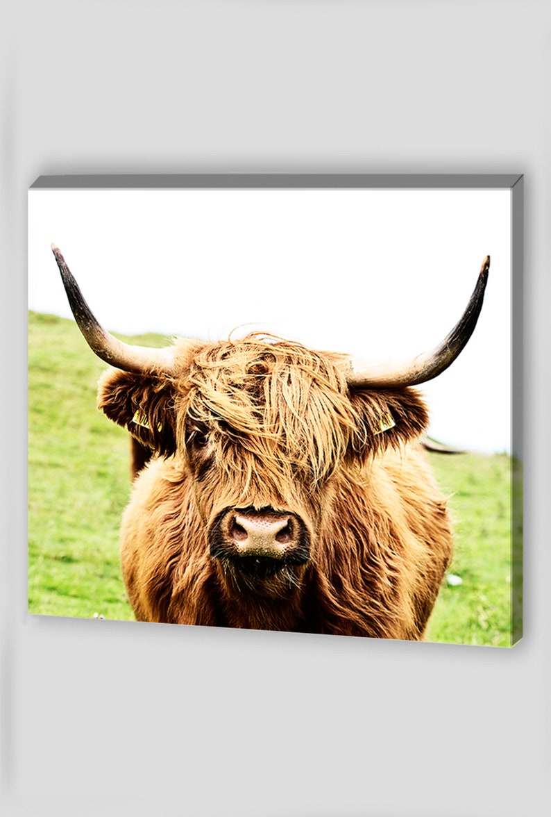 Canvas Wall Art Highland Cow Wall Art Highland Cow Prints Etsy