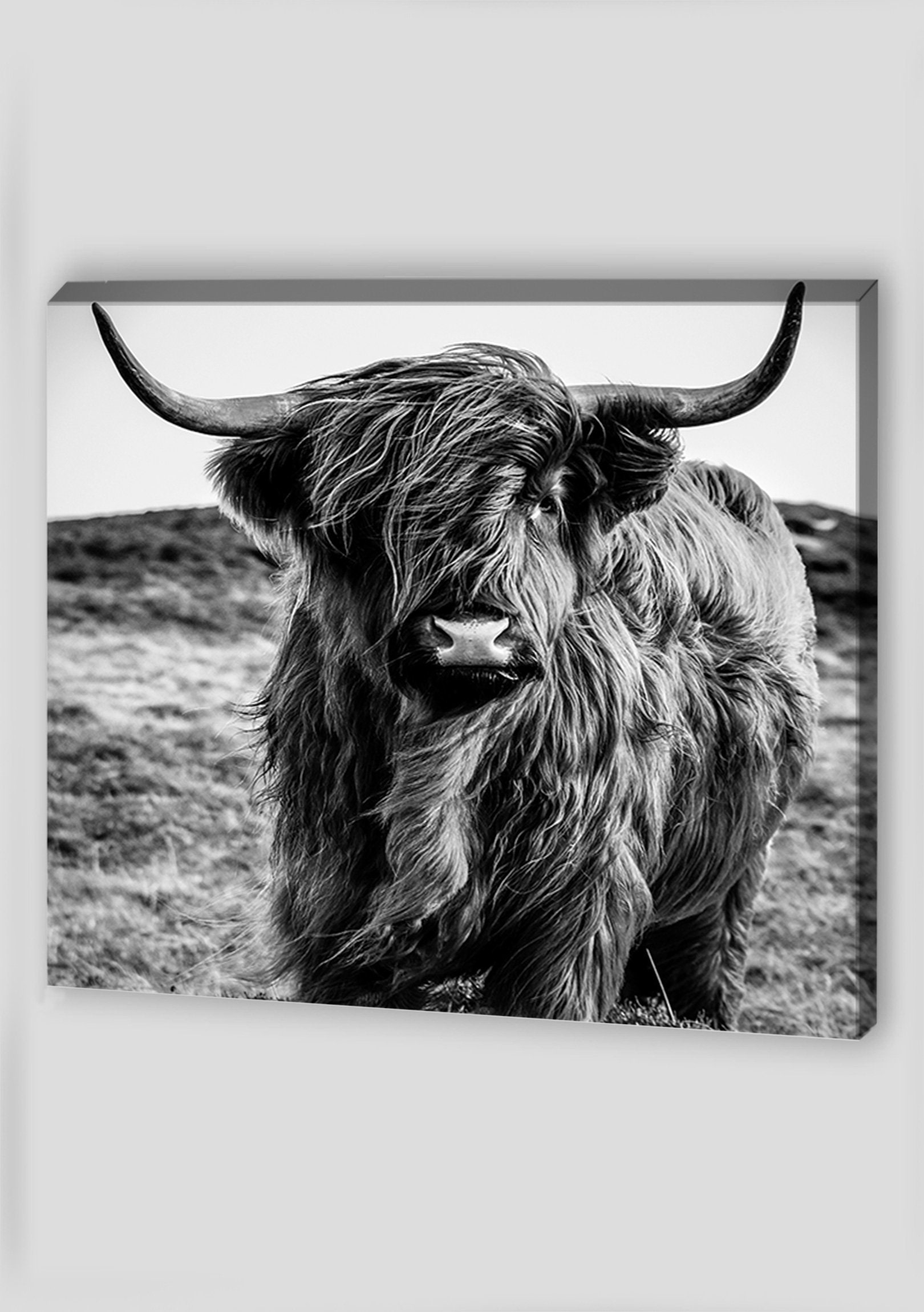 Highland Cow Wall Art Canvas Wall Art Canvas Art Highland Cow Etsy