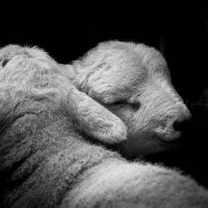 May include: Two fluffy white lambs cuddling together, sleeping peacefully in a dark setting.