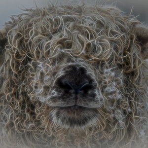 Greyface Dartmoor Blank Greetings Card, Dartmoor Sheep Card, Cute Sheep Birthday Card, Blank Card with Sheep Photo, Card with Sheep Design