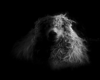 Greyface Dartmoor Sheep Canvas – Black and White Photography, Limited Edition