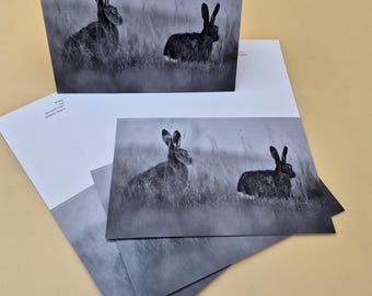 Hare Photo Greetings Card, Wildlife Notelet