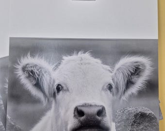 White Shorthorn Cow Greeting Card – Blank Farm Animal Notelet – Rustic Country Birthday Card
