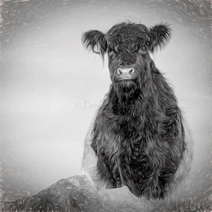 May include: A black and white photo of a Highland cow with long, shaggy hair. The cow is sitting on a grassy hill and looking directly at the camera.