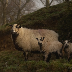 May include: A family of sheep stands on a grassy hillside. The adult sheep has a light brown coat with black markings on its head. Two lambs stand nearby, also with light brown coats and black markings. The scene is set in a natural outdoor environment.