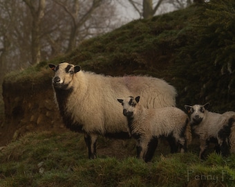 Badgerface Sheep Card: Ewe and Lambs, Farm Animal Notelet