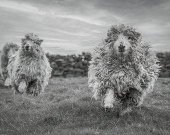 Blank Greetings Card with Greyface Dartmoor Sheep design.