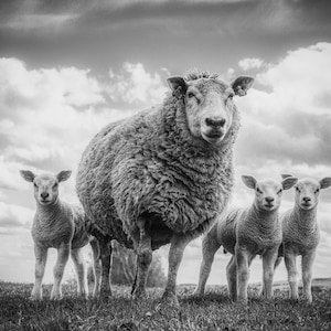 May include: Black and white photograph of a sheep with three lambs standing in a grassy field under a cloudy sky. The sheep is large and fluffy, with the lambs smaller and more slender. The animals are facing the camera.