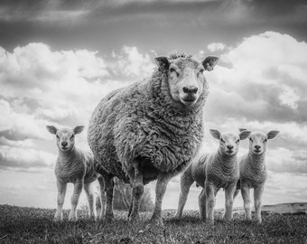Blank Greetings Card with ewe and lambs.  Farm Animal Notelet. Sheep Stationery.