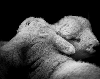 Cute Monochrome Sheep Blank Greetings Card with Twin Texel Lambs entitled 'Brotherly Love'.