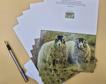 Swaledale Ram Photo Greetings Card. Yorkshire Dales Farm Animal Photo.