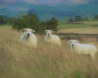 Greyface Dartmoor Sheep Art Print – Cottagecore Meadow Landscape