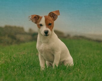 Jack Russell, Chihuahua, Jackawawa Greetings Card, Dog Lover Note Card