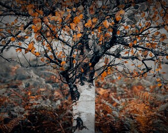 Framed Silver Birch Tree Art Print, Autumn Woodland Fine Art Photography