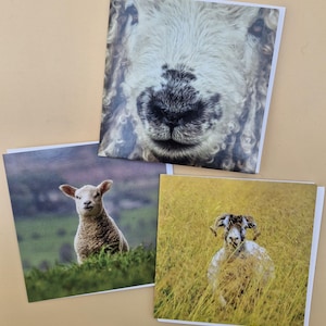 May include: Three square greeting cards featuring sheep. One card shows a close-up of a sheep's face, another a lamb in a field, and the third a ram in tall grass. The cards have white borders and are on a light tan background.