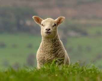 Blank Greetings Card with Texel Sheep.  Little White Lamb Notelet.