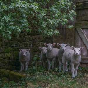 May include: A group of five young lambs standing in a grassy area near a stone wall and wooden door. The lambs have light gray wool and are facing the camera. Green foliage frames the scene.